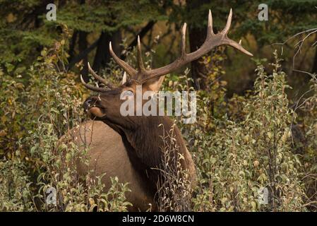 Bull Elk (Wapiti), Banff National Park, Alberta, Canada Stock Photo