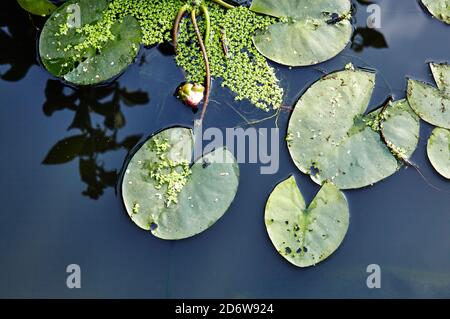 Decorative pond with green leaves in garden. Flower of a single water lily on the water surface of a pond. Top view Stock Photo