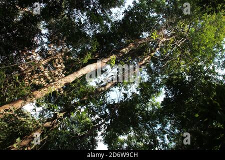 the phou khao khouay park in laos Stock Photo