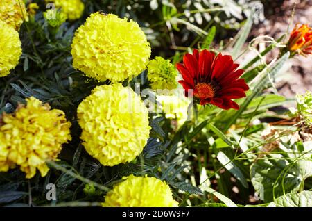 Red Gazania or Treasure flower in full bloom against the background of yellow marigolds flowers. Selective focus, blurred background Stock Photo