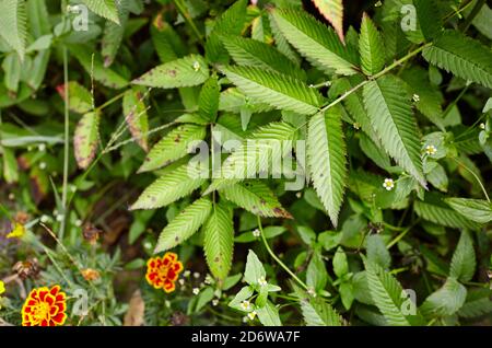 Abstract image of Rubus rosaefolius Miao miao leaves in the garden. Roseleaf raspberry (hybrid of raspberry and strawberry) Stock Photo