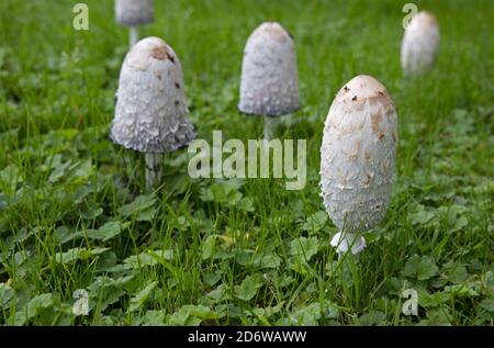 Shaggy Inkcap fungi Coprinus comatus at edible stage in meadow Cotswolds UK Also known as Judges wig or Lawyers wig and as it matures it produces ink. Stock Photo