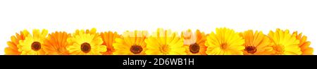 Calendula flowers in a row, isolated panorama on white background Stock Photo