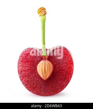 Cherry half with kernel on a short stem isolated on white background Stock Photo
