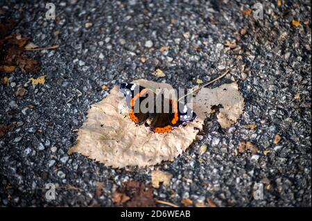 volcano butterfly sitting on a dry leaves in autumn Stock Photo