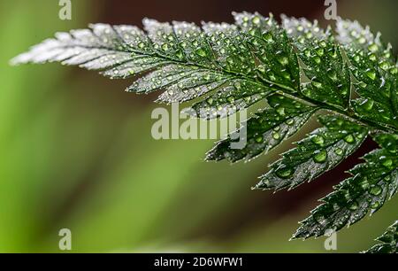 Beautiful background of young green fern leaves with water drops close-up. Rainforest concept. Stock Photo