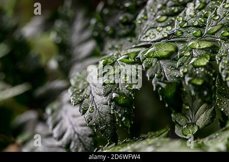 Beautiful background of young green fern leaves with water drops close-up. Rainforest concept. Stock Photo