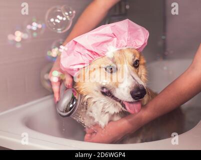 cute Corgi dog in a rubber cap in the bathroom with foam and soap bubbles smiling pretty standing under the shower jets Stock Photo