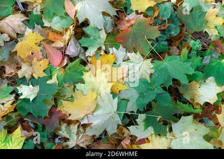 Multi-colored maple leaves. Background with autumn leaves. Stock Photo