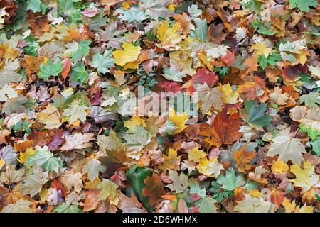 Multi-colored maple leaves. Background with autumn leaves. Stock Photo