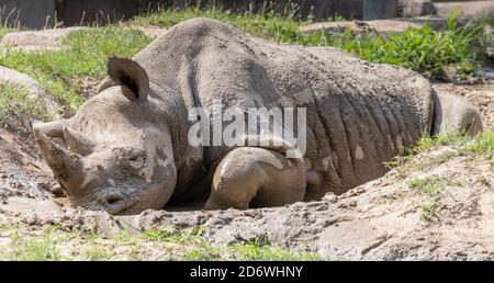 Black rhino wallowing in the mud at the Milwaukee County Zoo Stock Photo