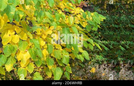 Maple tree with yellow and green leaves. Autumn landscape. Stock Photo