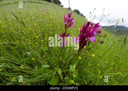 Pink butterfly orchid (Orchis papilionacea) in mountain grassland, Spain. Stock Photo