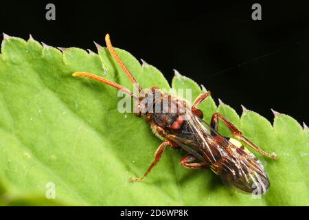 Nomad bee resting on a leaf, Herefordshire, UK Stock Photo