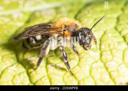 Grey patched mining bee in garden, Kent, UK. Stock Photo