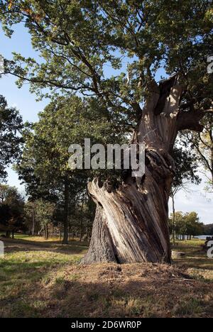 Heart of oak, Quercus robur. Ancient 600-year-old English oak tree ...