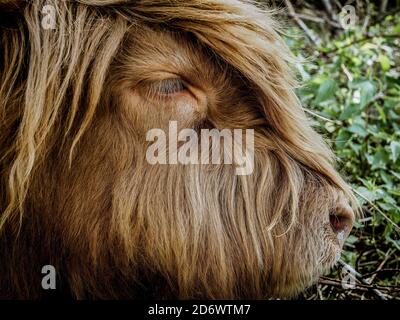 Portrait of a scottish highland cow on a background of greenery