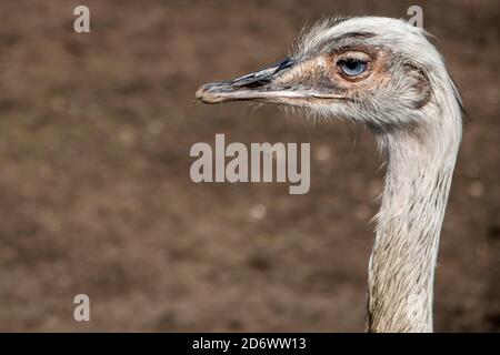 A close up of a white ostrich with blue eyes. Macro shot of a blue eyed bird ostrich. Stock Photo