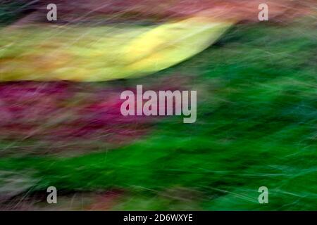 Colourful abstract background from leaves and flowers Stock Photo