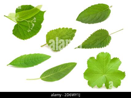 Green fresh leaves isolated on white background Stock Photo