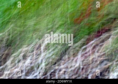 Colourful abstract background from leaves and flowers Stock Photo