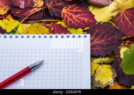 red autumn leaves and blank sheet, Notepad for writing in autumn leaves Stock Photo