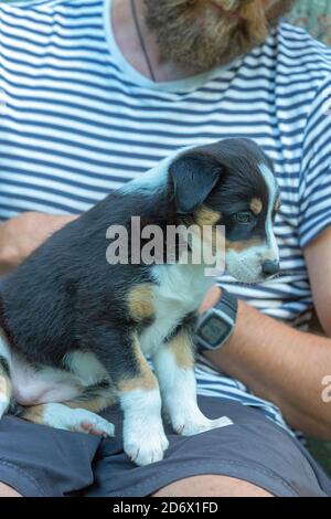 Tri-coloured Border Collie, nine weeks old, puppy. Sitting on owner’s knee and supported by hands. Stock Photo