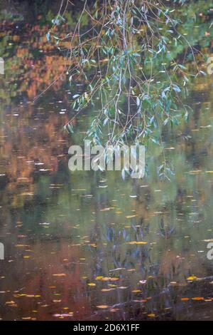 A willow tree branch and leaves overhanging a river with autumn colours reflected on the water in Autumn time Stock Photo