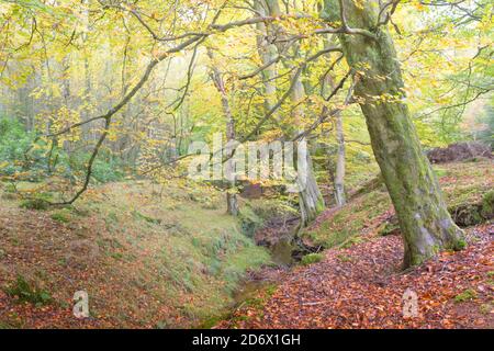 Beech trees with golden leaves in Autumn time, a woodland in Northumberland England Stock Photo