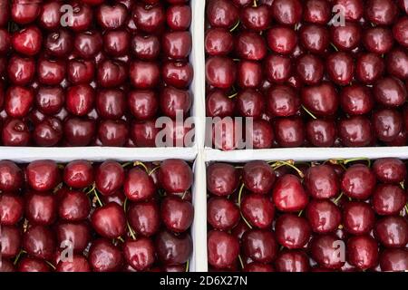 cherry ripe sweet viburnum cherry background. Stock Photo