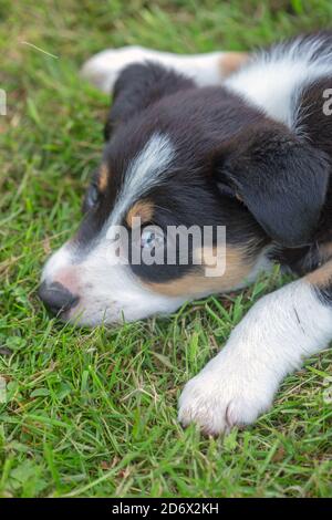 Border Collie. Pet, Companion and Working dog breed. Puppy, nine weeks old. Resting, spread out on garden lawn. Whites of eyes showing, whilst about t. Stock Photo