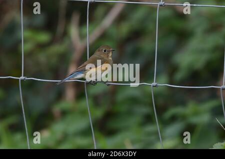 Red-flanked Bluetail performing on the fenceline Stock Photo