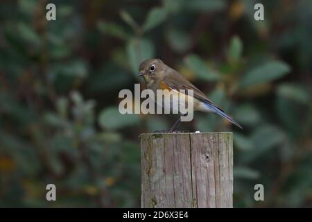 Red-flanked Bluetail performing on the fenceline Stock Photo
