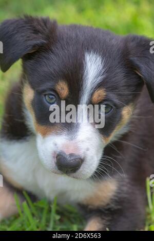 Tri-coloured Border Collie. Pet, Companion and Working dog breed. Puppy, nine weeks old. Recently weaned. Head, face, facial details, portrait. Stock Photo