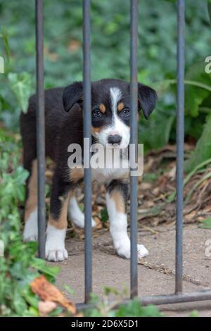 Border Collie Dog, puppy, standing behind bars, barred gate, of kennel run in garden. Behaviour, posture, body language, tells all. Confined, help? Stock Photo