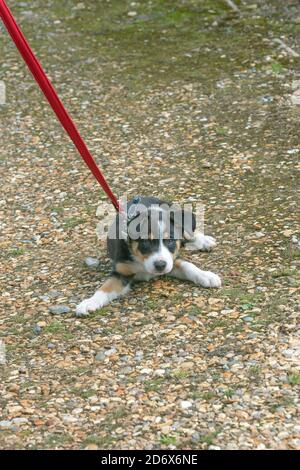 Tri-coloured Border Collie. Pet, Companion and Working dog breed. Puppy, nine weeks old. Learning, reluctance, to accept the use of a collar and lead. Stock Photo