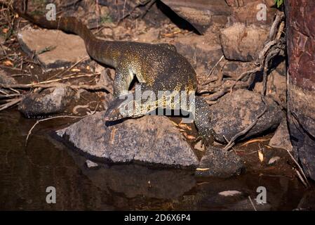Nile monitor (Varanus niloticus) on a river bank sticking its tongue out Stock Photo