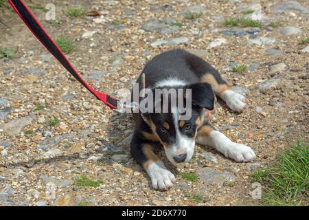 Tri-coloured Border Collie. Pet, Companion and Working dog breed. Puppy, nine weeks old. Learning to accept the use of a collar and lead. Stock Photo