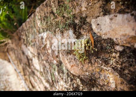 Green plant growing on the rock in the garden. Stock Photo