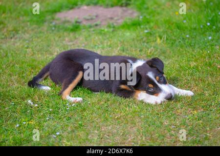 Tri-coloured Border Collie puppy. (Canis lupus familiaris). Momentarily taking a break from activity, stretching out on a garden lawn. 12  weeks old. Stock Photo