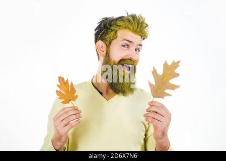 Studio portrait male model with yellow leaves. Young bearded man in trendy vintage pullover or sweater. Hello autumn. Stock Photo