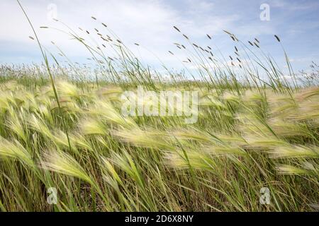 Wild barley growing in a wet ditch north of Tower City, North Dakota Stock Photo