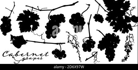 Silhouettes of grape bunches, vine leaves and vineyard branches. Vector illustration for your designs. Stock Vector