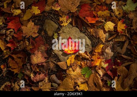 A maple leaf, spotted with red, orange and yellow, rests on a rock which is surrounded by other fallen leafs on a forrest floor. Stock Photo