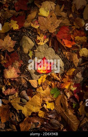 A maple leaf, spotted with red, orange and yellow, rests on a rock which is surrounded by other fallen leafs on a forrest floor. Stock Photo