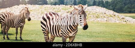 Herd of plains zebra together in savanna park. Exotic African black-and-white striped animals walking in prairie. Beauty in nature. Wild species Stock Photo