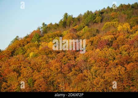 Striking colors of fall foliage near Grand Canyon of Pennsylvania, U.S.A Stock Photo