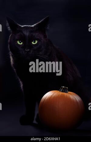 License available at MaximImages.com - Cute black cat with bright green fierce eyes sitting by a pumpkin in darkness. Spooky funny Halloween concept Stock Photo