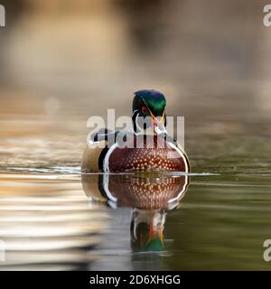 Reflection of Wood duck(Aix sponsa) drake swimming across pond Stock Photo