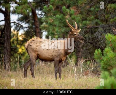 Young bull Rocky mountain elk(Cervus canadensis nelsoni) known as a spike Stock Photo